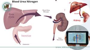 An In-Depth View of Urea Nitrogen Assays